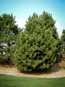 Сосна Чёрная (Pinus Nigra) купить по цене от 270.00р. в интернет-магазине «Посадика» с доставкой почтой в в Дальнегорске и по всей России – [изображение №1].