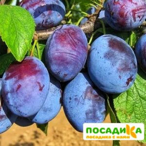 Слива Чачакская ранняя купить по цене от 229.00р. в интернет-магазине «Посадика» с доставкой почтой в в Дальнегорске и по всей России – [изображение №1].