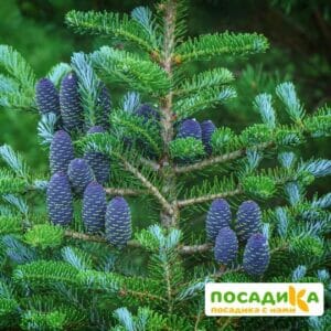 Пихта корейская (Abies koreana) купить по цене от 450.00р. в интернет-магазине «Посадика» с доставкой почтой в в Дальнегорске и по всей России – [изображение №1].