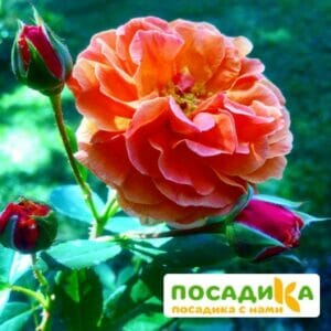 Роза Арабия купить по цене от 350.00р. в интернет-магазине «Посадика» с доставкой почтой в в Дальнегорске и по всей России – [изображение №1].