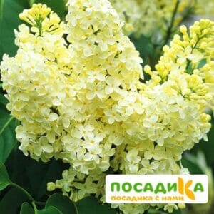 Сирень Примроуз (Primrose) купить по цене от 529.00р. в интернет-магазине «Посадика» с доставкой почтой в в Дальнегорске и по всей России – [изображение №1].