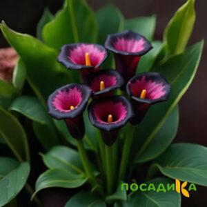 Калла Аура Лейс купить по цене от 400р. в интернет-магазине «Посадика» с доставкой почтой в в Дальнегорске и по всей России – [изображение №1].