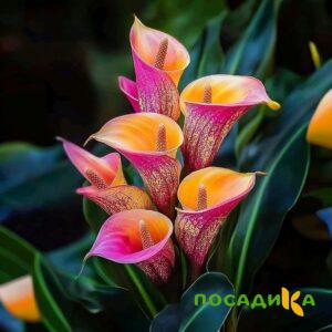 Калла Оникс купить по цене от 450р. в интернет-магазине «Посадика» с доставкой почтой в в Дальнегорске и по всей России – [изображение №1].