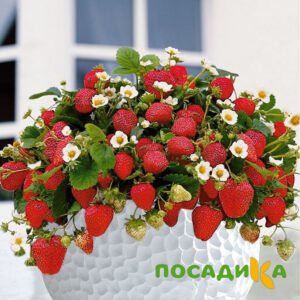 Клубника Рубиновый Шепот (горшечная) купить по цене от 240р. в интернет-магазине «Посадика» с доставкой почтой в в Дальнегорске и по всей России – [изображение №1].
