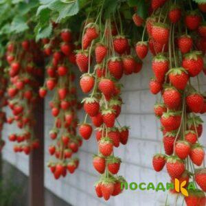Клубника вьющаяся Комплимент купить по цене от 470р. в интернет-магазине «Посадика» с доставкой почтой в в Дальнегорске и по всей России – [изображение №1].