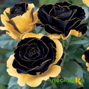 Роза Ханни Сикл купить по цене от 700р. в интернет-магазине «Посадика» с доставкой почтой в в Дальнегорске и по всей России – [изображение №1].