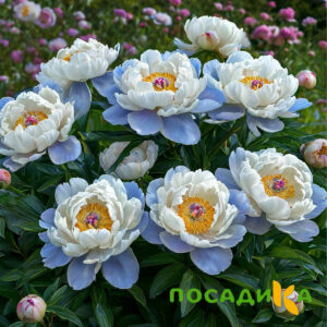 Пион акварельный Этюд купить по цене от 806р. в интернет-магазине «Посадика» с доставкой почтой в в Дальнегорске и по всей России – [изображение №1].