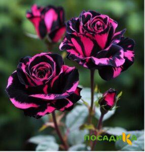 Роза Багровый Шепот купить по цене от 366р. в интернет-магазине «Посадика» с доставкой почтой в в Дальнегорске и по всей России – [изображение №1].