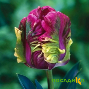 Тюльпан Экзотик Хэвен купить по цене от 186р. в интернет-магазине «Посадика» с доставкой почтой в в Дальнегорске и по всей России – [изображение №1].