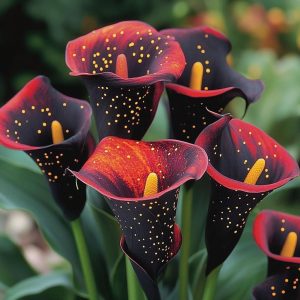 Калла Нуар купить по цене от 299р. в интернет-магазине «Посадика» с доставкой почтой в в Дальнегорске и по всей России – [изображение №1].