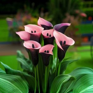 Калла Энигма купить по цене от 291р. в интернет-магазине «Посадика» с доставкой почтой в в Дальнегорске и по всей России – [изображение №1].