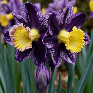 Нарцисс Акропоис купить по цене от 382р. в интернет-магазине «Посадика» с доставкой почтой в в Дальнегорске и по всей России – [изображение №1].