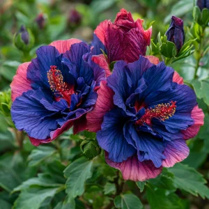 Гибискус Роуз Шайн купить по цене от 360р. в интернет-магазине «Посадика» с доставкой почтой в в Дальнегорске и по всей России – [изображение №1].