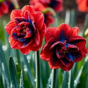 Нарцисс Эрличе купить по цене от 386р. в интернет-магазине «Посадика» с доставкой почтой в в Дальнегорске и по всей России – [изображение №1].